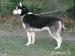 Sibiřský Husky - Prodej