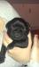Mops - Predaj