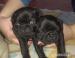 Mops - Predaj