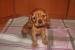 Cavalier King Charles Spaniel  - Predaj
