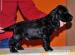 Cocker Spaniel Ang. rodowodowe szczenięta - Sprzedaż
