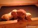 Shar pei - Predaj