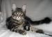 Kocurki Maine Coon - Sprzedaż
