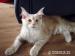 Kocurki Maine Coon - Sprzedaż