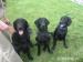 Štěňata flat coated retrievera - Prodej
