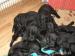Štěňata flat coated retrievera - Prodej