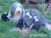 Bearded collie - Prodej