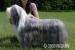 Bearded collie - Prodej