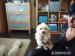 Bishon Havanese - Predaj
