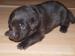 Labrador retriever - Predaj