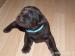 Labrador retriever - Predaj
