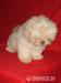 Lhasa apso s PP - Predaj