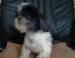 Shih-tzu - mini 3 letá fenka - Prodej