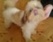 Shih-tzu - krásná 6 měsíční fenka - Prodej