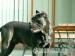 Cane corso - Predaj