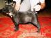 Cane corso - Predaj