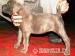 Cane corso - Predaj