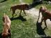 Rhodesky Ridgeback 12-12.2012 - Prodej