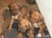 Rhodesky Ridgeback 12-12.2012 - Prodej