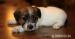 Krásné fenečky Jack Russell Teriéra - Prodej