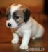Krásné fenečky Jack Russell Teriéra - Prodej