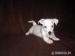 Jack russel terier - Predaj