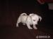 Jack russel terier - Predaj
