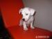 Jack russel terier - Predaj