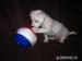 Jack russel terier - Predaj