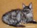 Kocięta Maine Coon rodowodowe, tanio - Sprzedaż