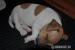 Štěňátko jack russell teriéra - Prodej