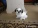Shi-Tzu - Predaj