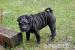 Štěňata Shar-pei, šarpej - Prodej