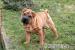 Štěňata Shar-pei, šarpej - Prodej