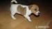 Šteniatka Jack Russell Terrier - Predaj