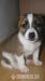 Šteniatka Jack Russell Terrier - Predaj