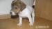 Šteniatka Jack Russell Terrier - Predaj