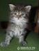 Gyönyörű maine coon kislány - Eladás