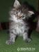 Gyönyörű maine coon kislány - Eladás