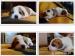 Steniatka Jack Russell - Predaj