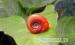 Piros Tányércsiga ifjoncok (Planorbis Rubrum) - Eladás