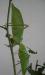 Kubai levélutánzó szöcske, párban - Eladás