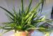 Aloe Vera Növények - Eladás