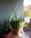 Aloe Vera Növények - Eladás