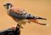 Mini sokolík (falco sparvenius) - Predaj