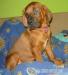 Tosa Inu - Prodej