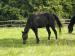 Slovensky sportovni pony - Prodej