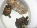 12cm-es ékszerteknősök - Eladás
