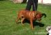 Reproduktor Dog de Bordeaux Champion Polski  - Sprzedaż