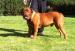 Reproduktor Dog de Bordeaux Champion Polski  - Sprzedaż